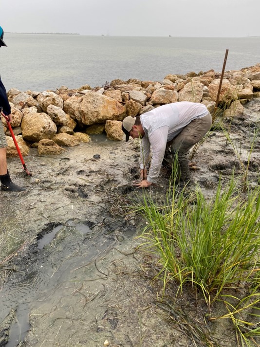 man planting marsh grass on coastline