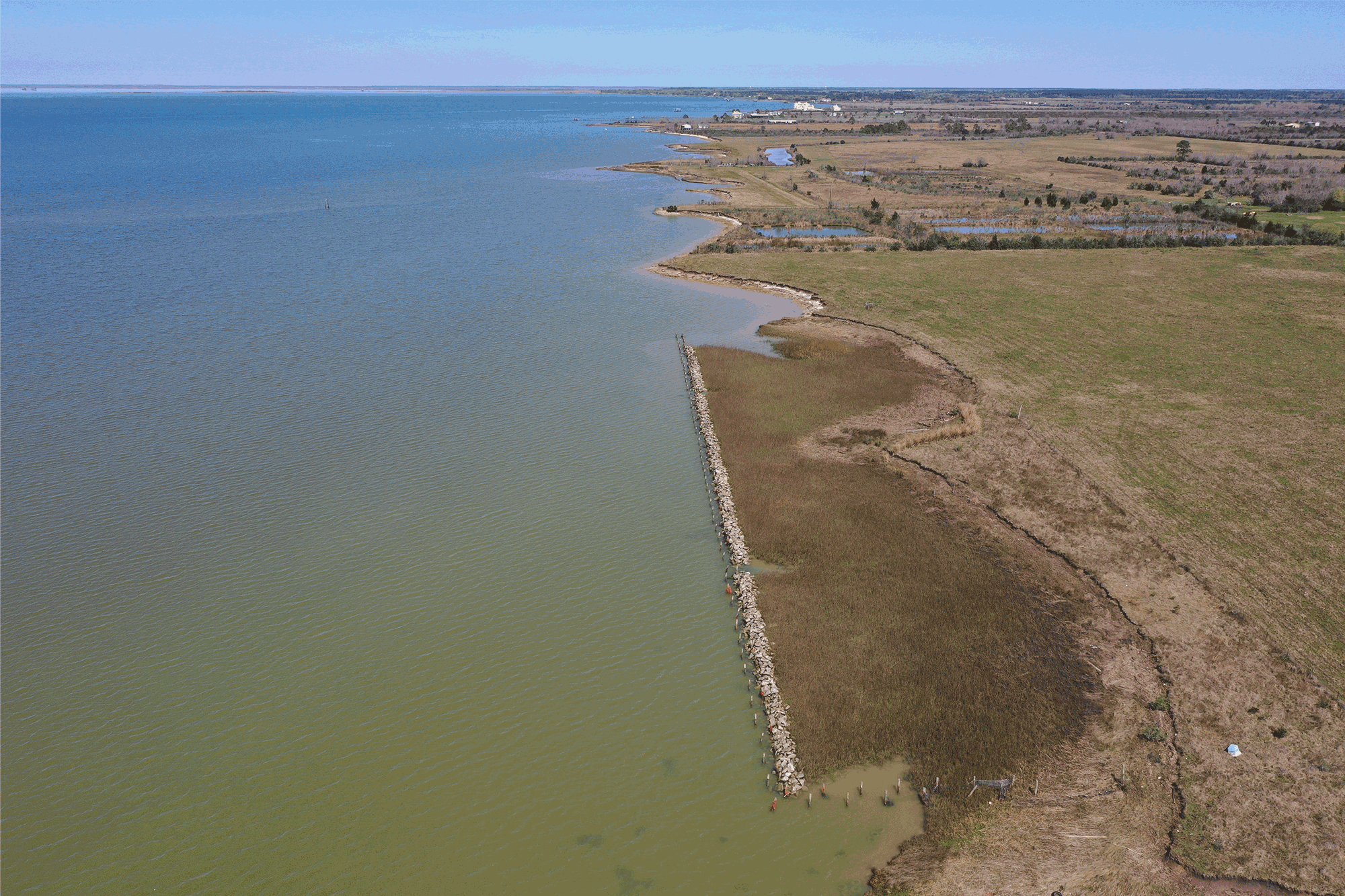 birds on coastal shore