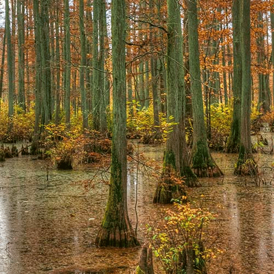 bald cypress