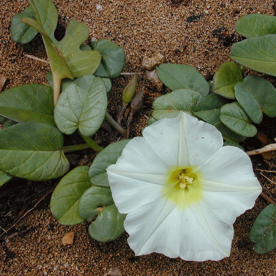 beach morning glory