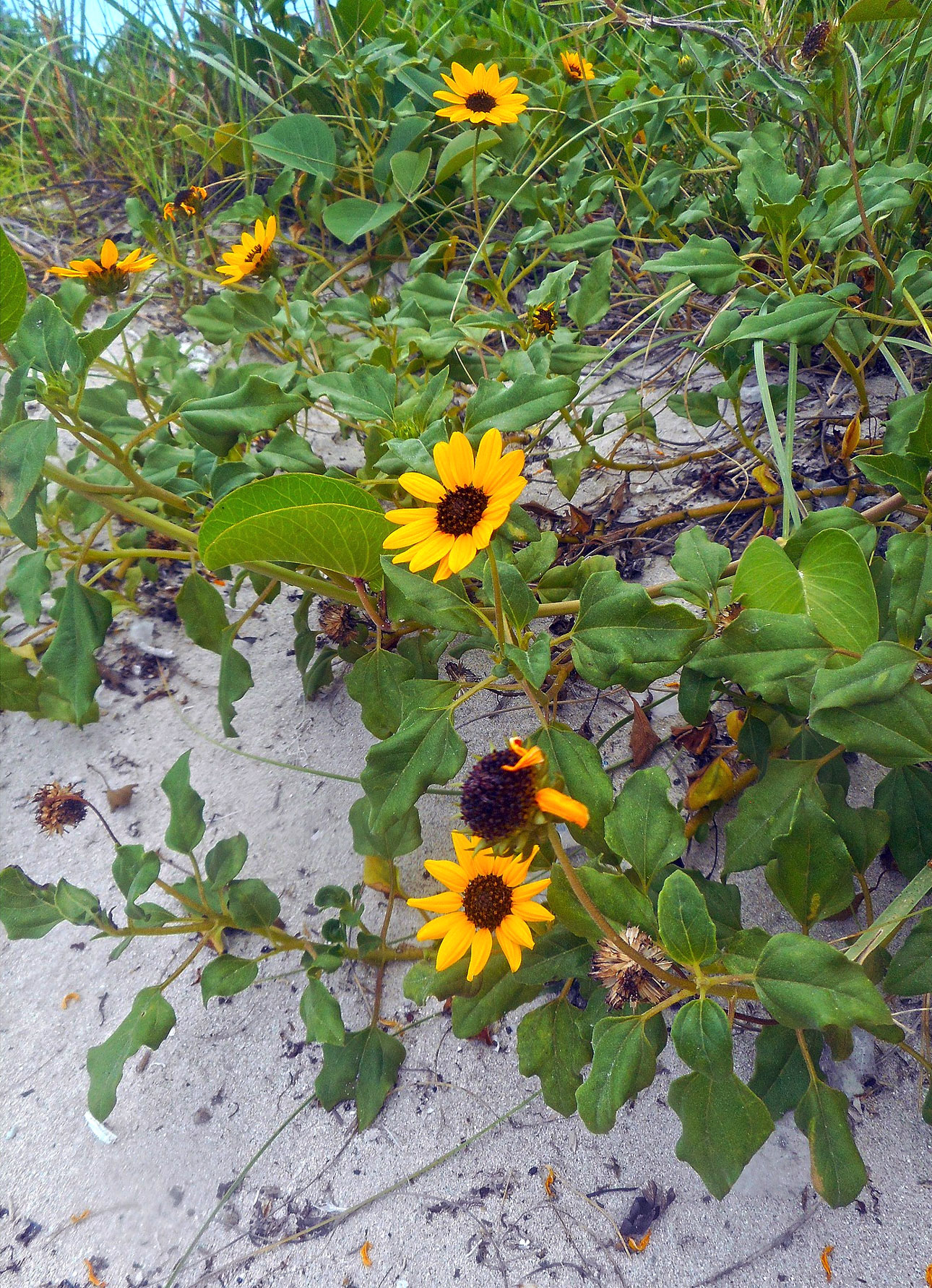 beach sunflower