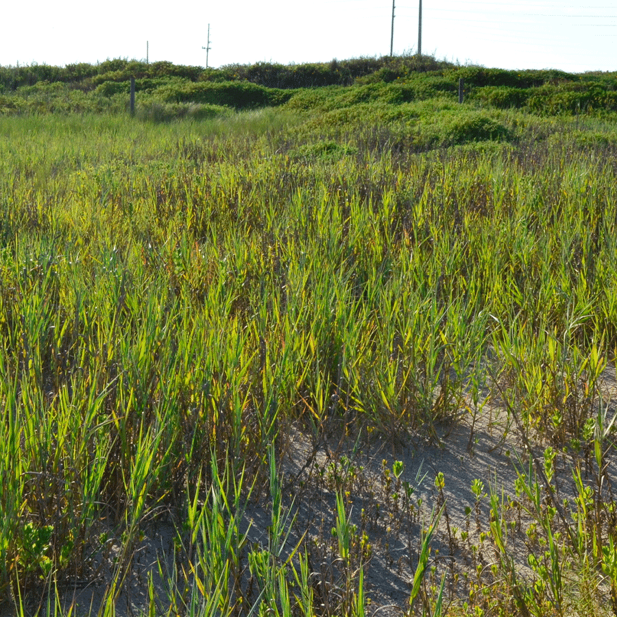 Bitter panicum