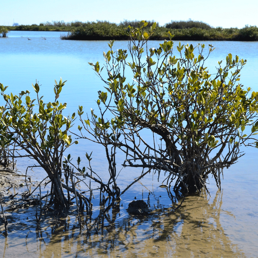 black mangrove