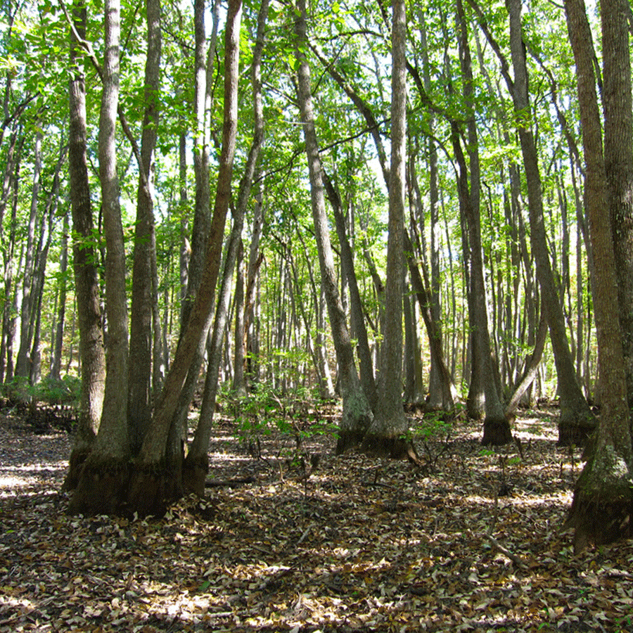 blackgum