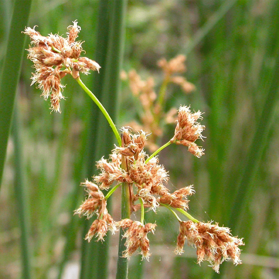 california bulrush