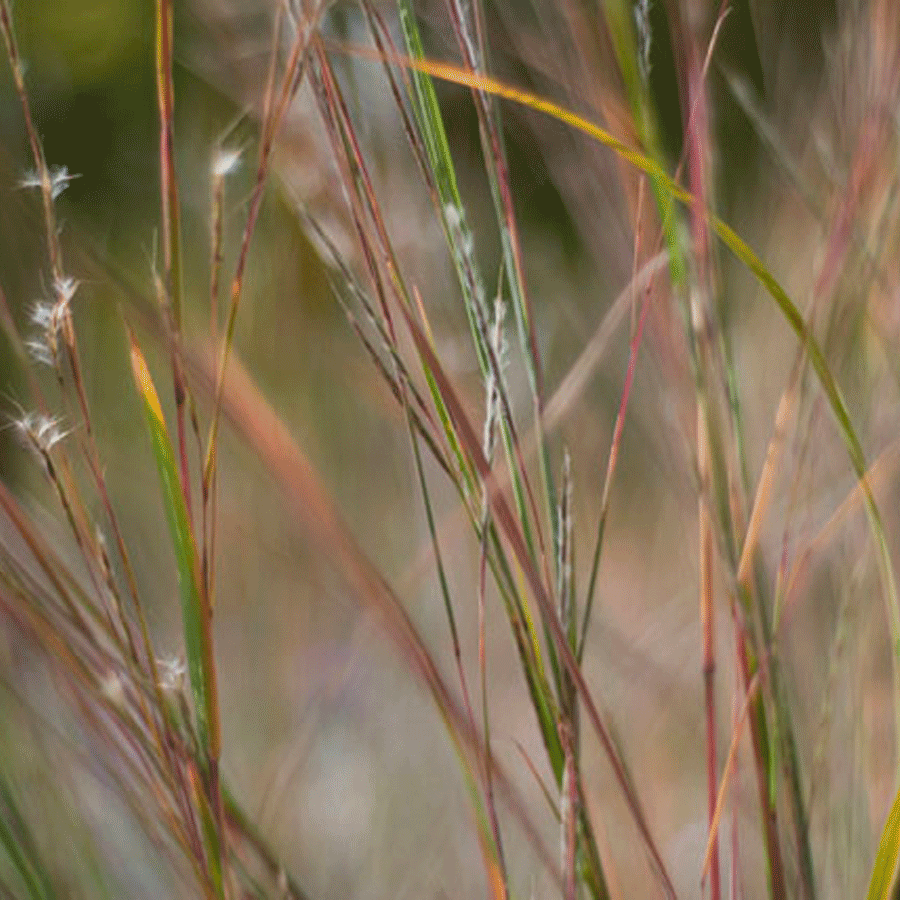 coastal bluestem