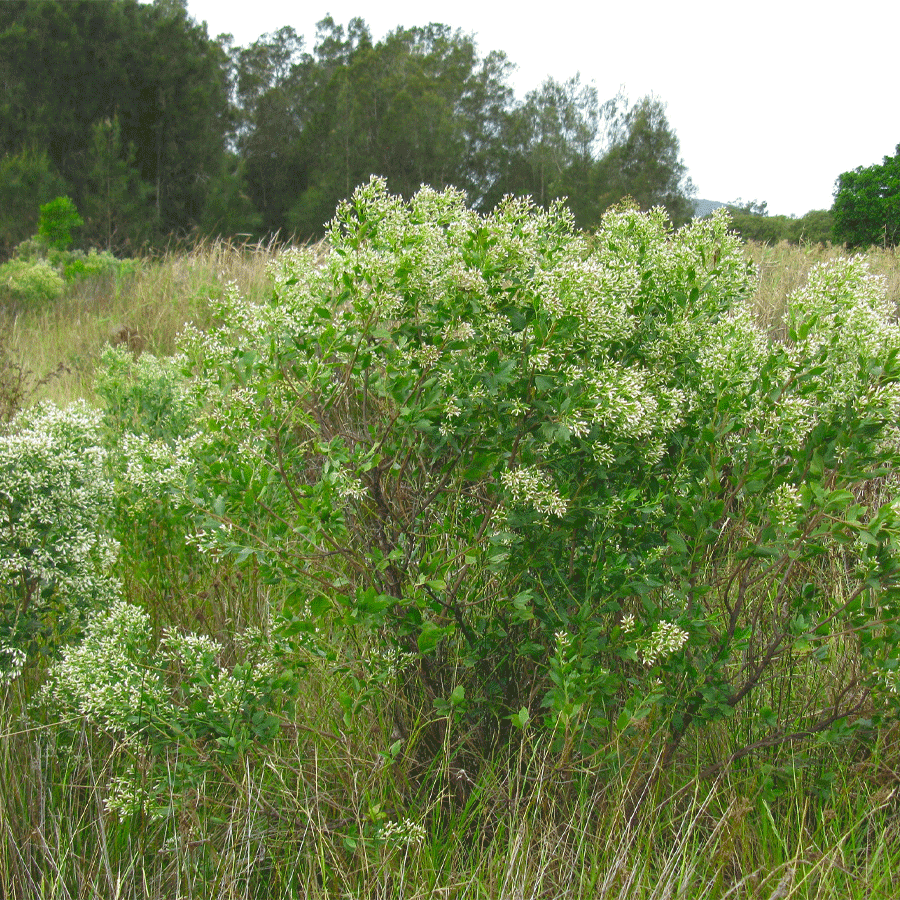 Eastern baccharis