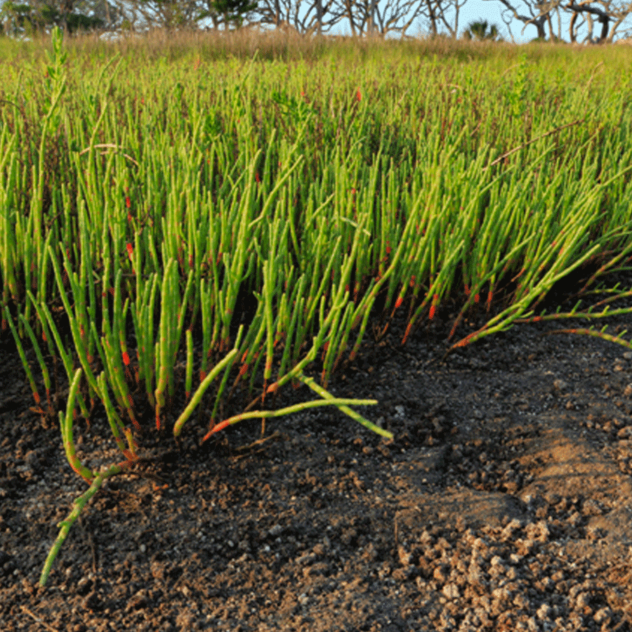 glasswort