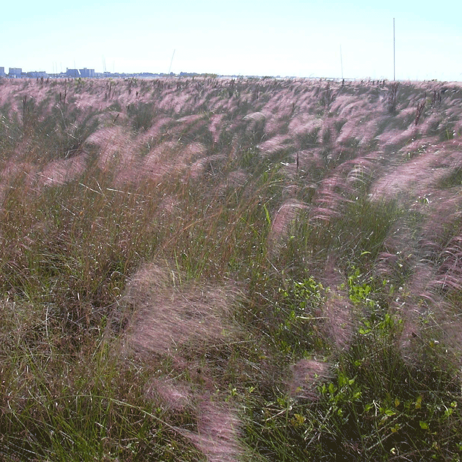 Gulfhairawn muhly