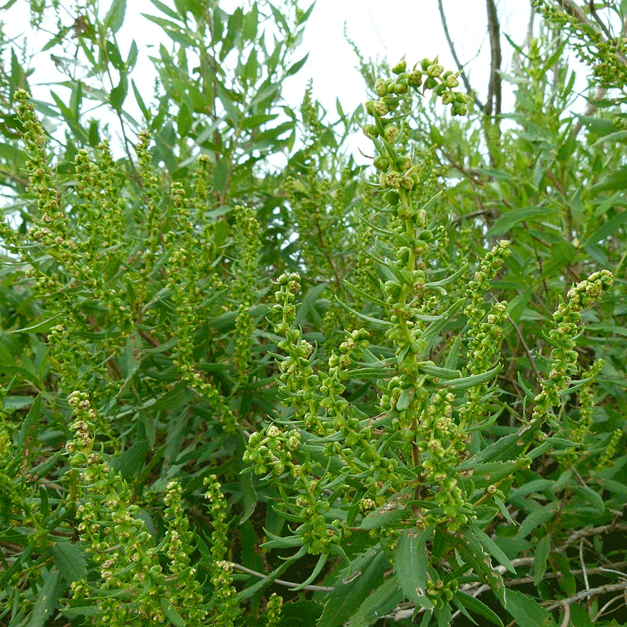 marsh elder