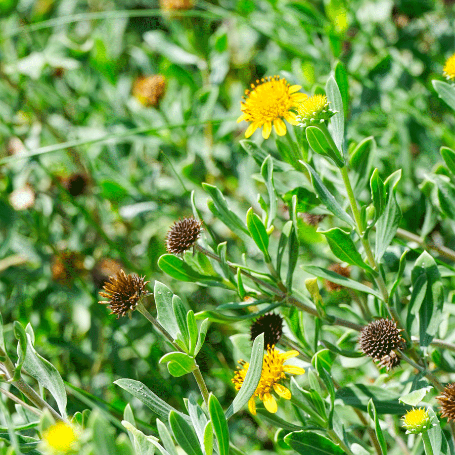 sea oxeye daisy