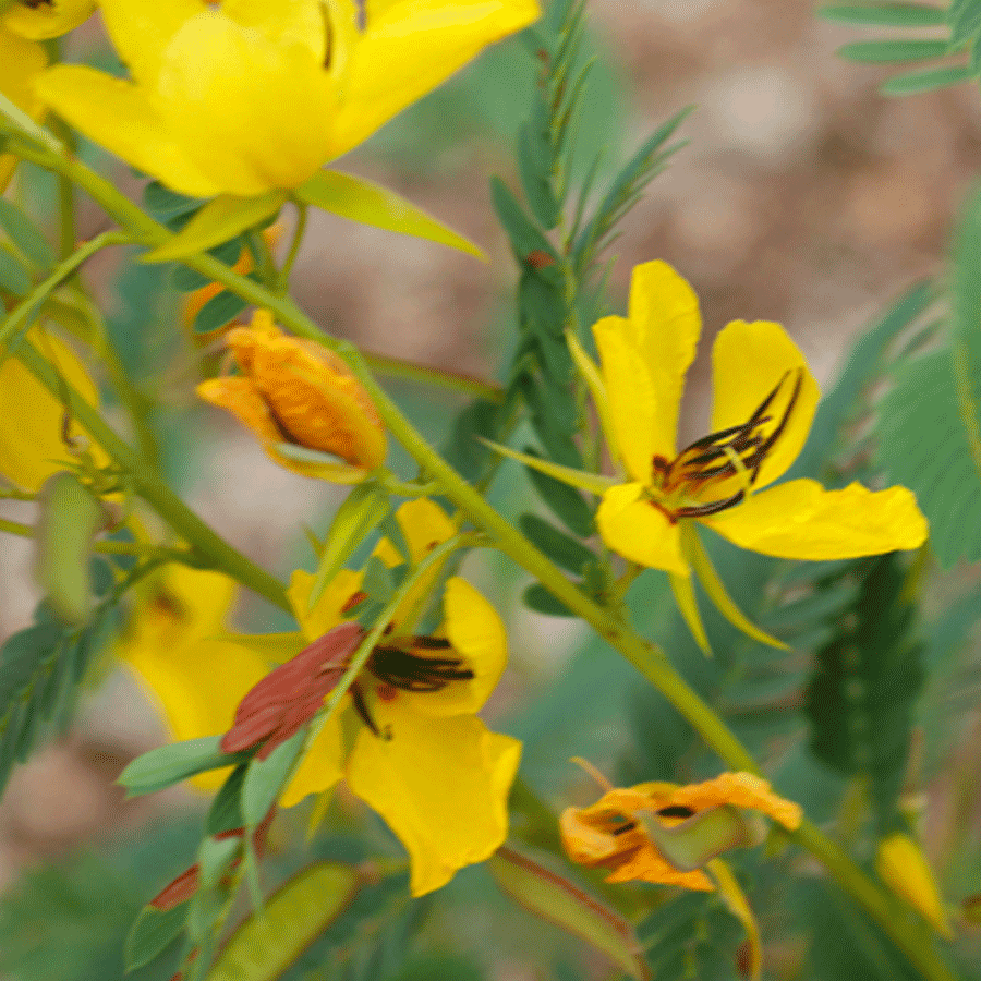 partridge pea