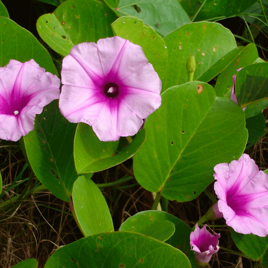 railroad vine