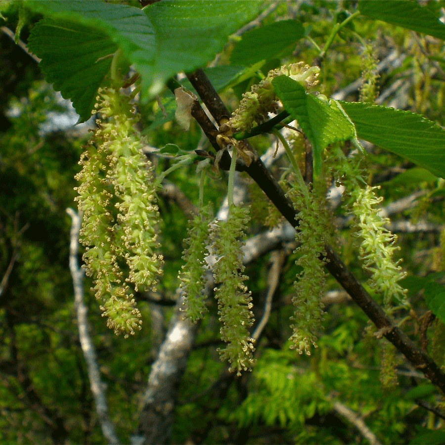 red mulberry