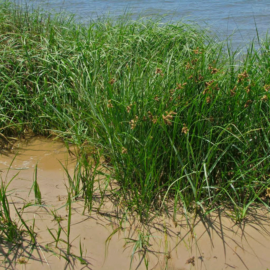 saltmarsh bulrush