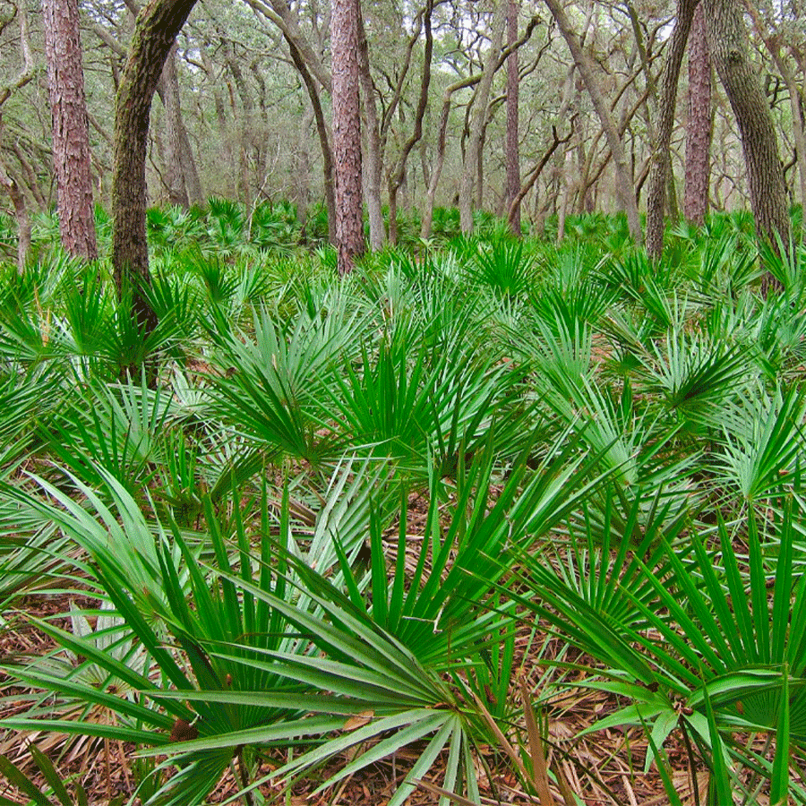 saw palmetto