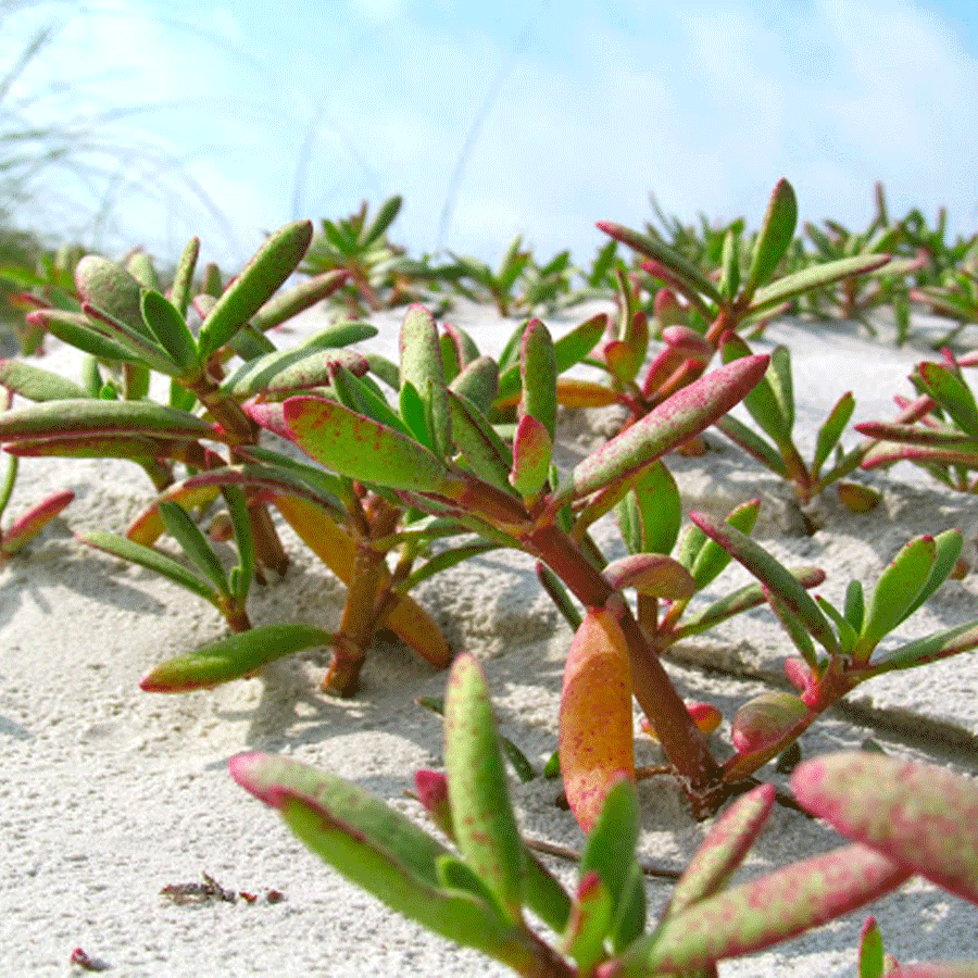 sea purslane