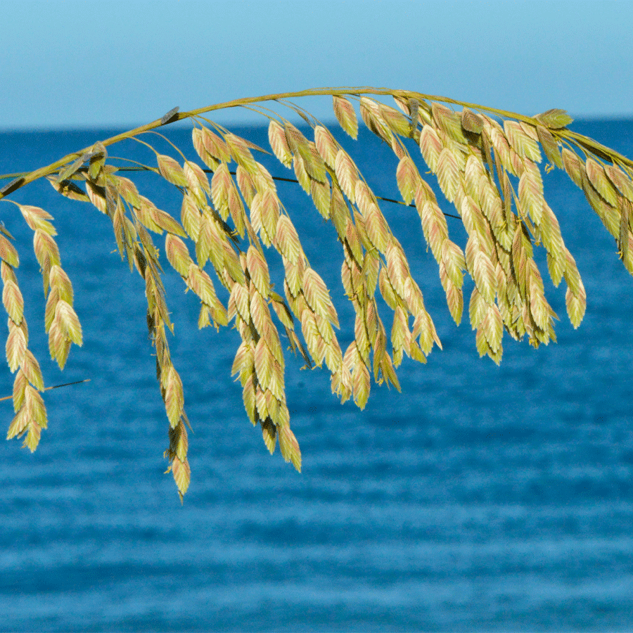 Seaoats