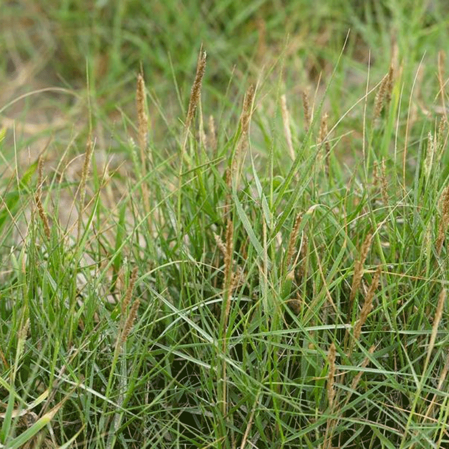 seashore dropseed