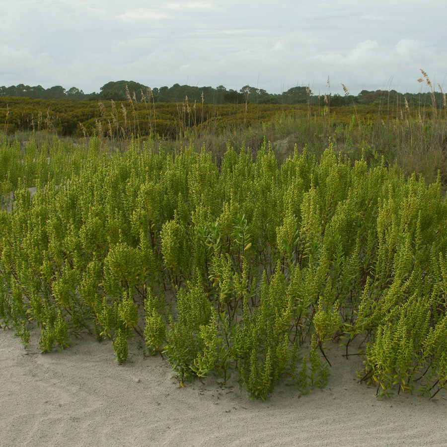 seashore elder