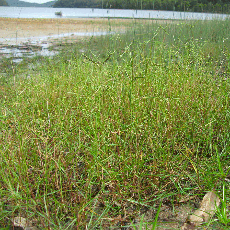 seashore paspalum