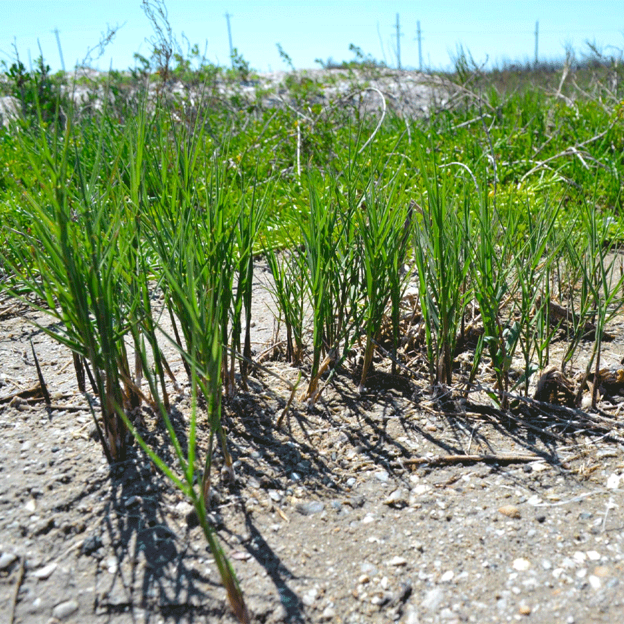 seashore saltgrass