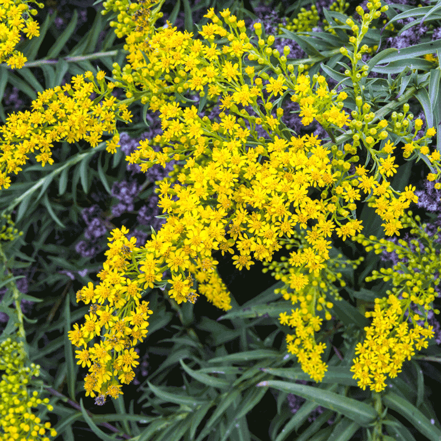 seaside goldenrod