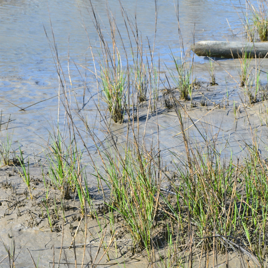 smooth cordgrass