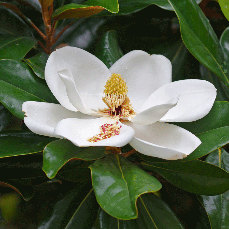 southern magnolia