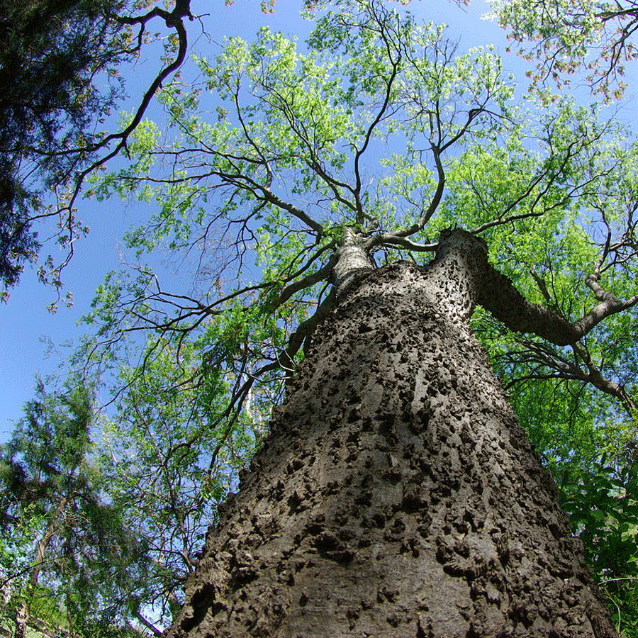 sugarberry tree