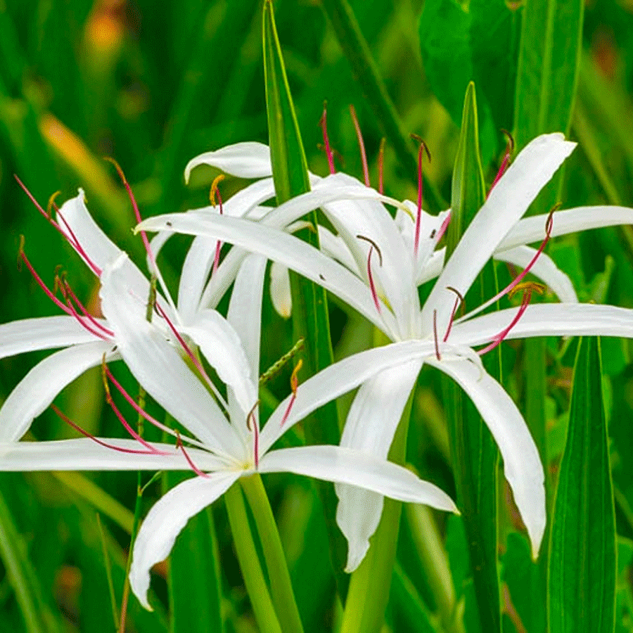 swamp lily