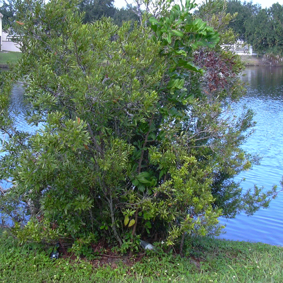 wax myrtle