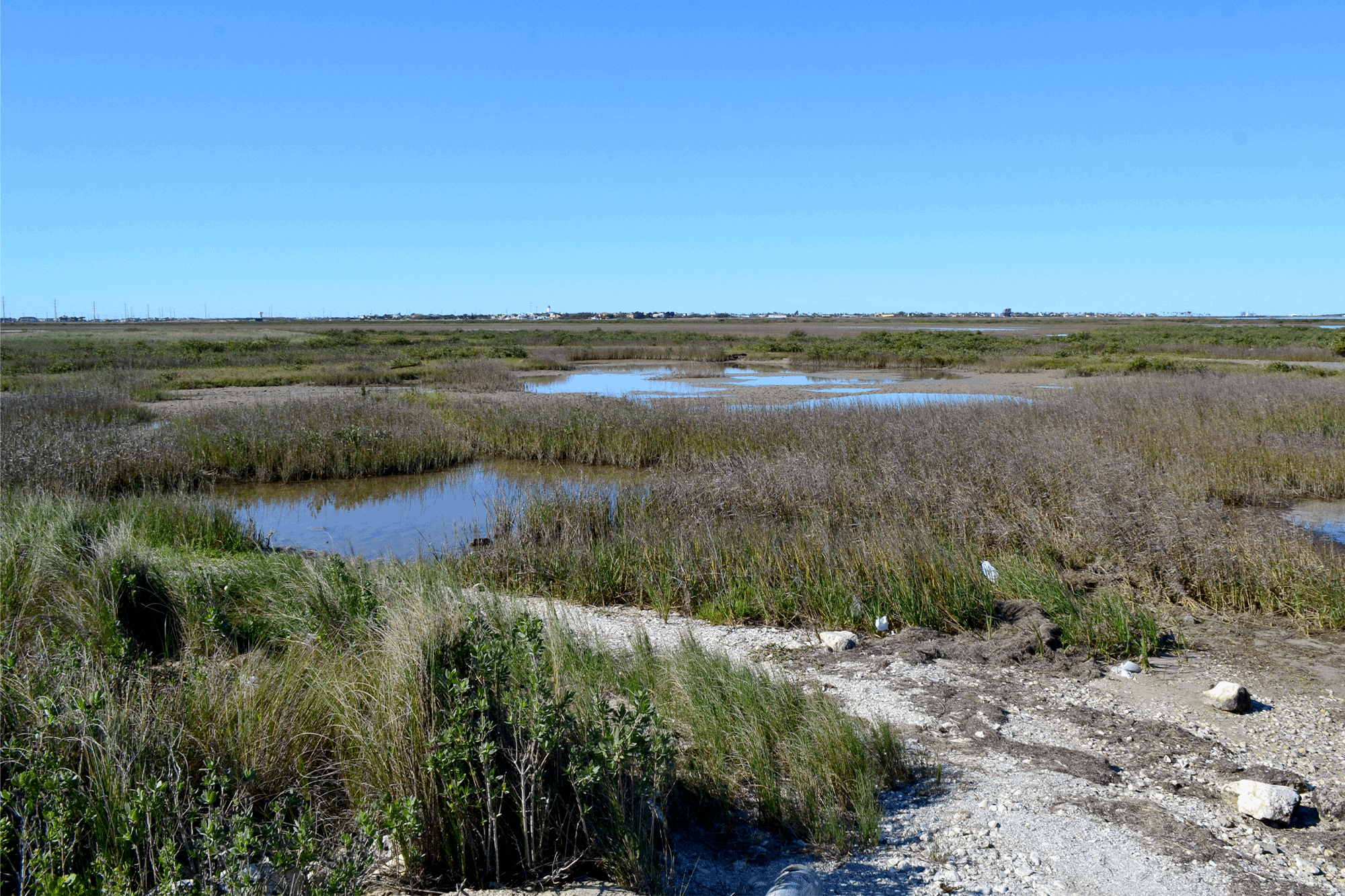 plants on shoreline